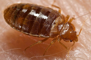Expert Bed Bug Exterminator Edmonton